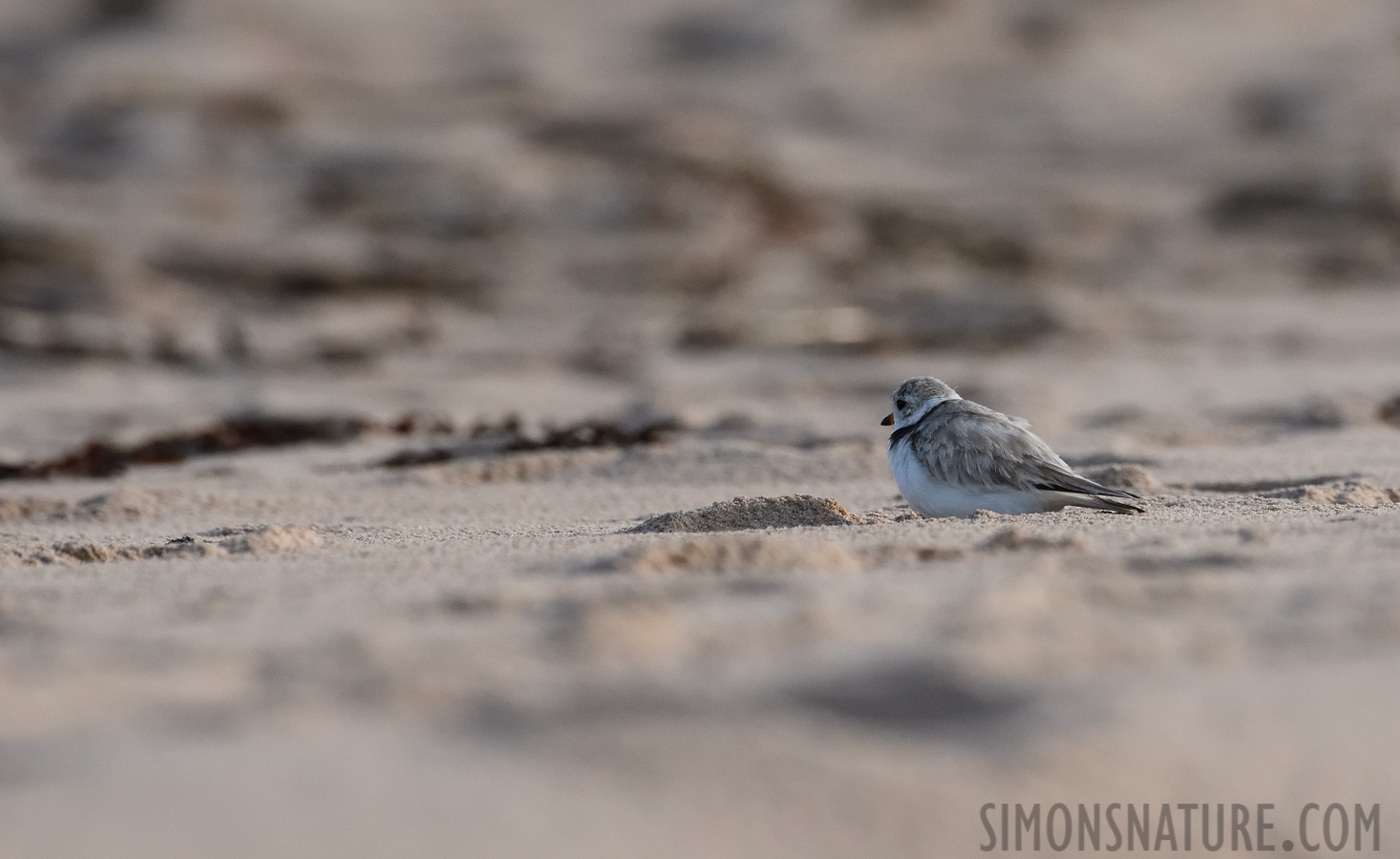 Charadrius melodus [400 mm, 1/3200 sec at f / 7.1, ISO 1600]